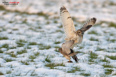 Gufo di palude (Asio flammeus) Gheppio (Falco tinnunculus)