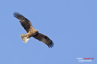 Aquila minore (Hieraaetus pennatus)