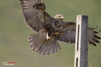 Poiana (Buteo buteo)