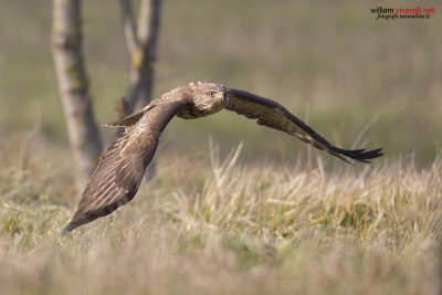 Poiana (Buteo buteo)