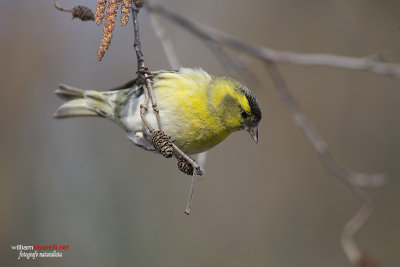 Lucherino (Carduelis spinus)