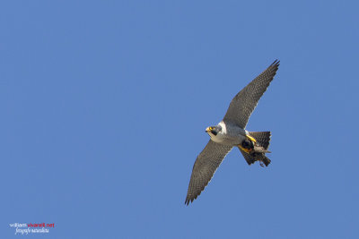 Falco pellegrino (Falco peregrinus)