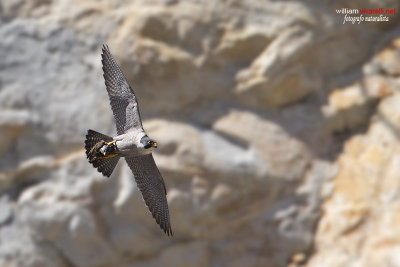 Falco pellegrino (Falco peregrinus)