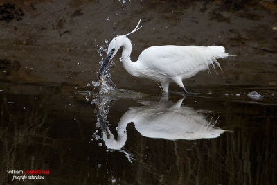 Garzetta (Egretta garzetta)