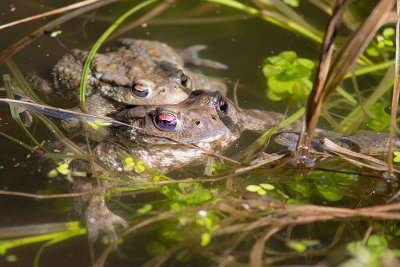 Rospo comune (Bufo bufo)