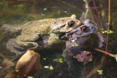 Rospo comune (Bufo bufo)