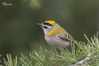 Fiorrancino (Regulus ignicapilla)