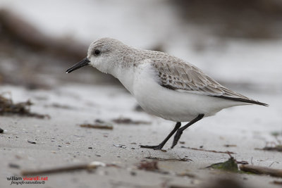 Piovanello tridattilo (Calidris alba)