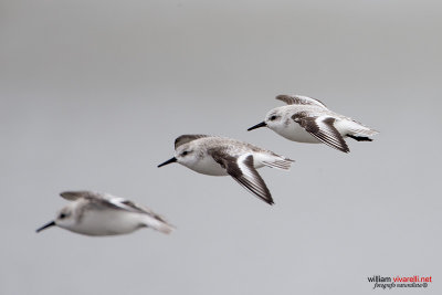 Piovanello tridattilo (Calidris alba)