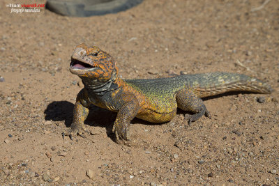 Uromastyx nigriventris