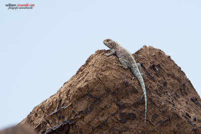 Agama impalearis 