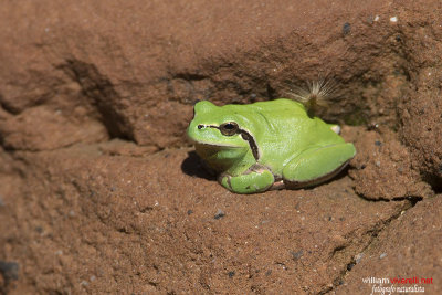 Hyla meridionalis