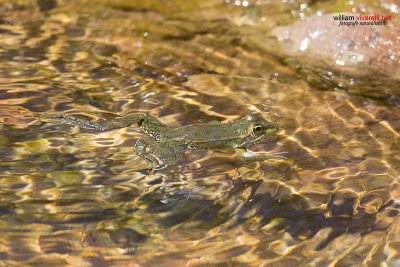 Rana del Sahara (Pelophylax saharicus)