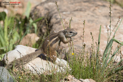 Scoiattolo berbero (Atlantoxerus getulus)