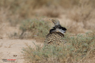 Ubara africana (Chlamydotis undulata)