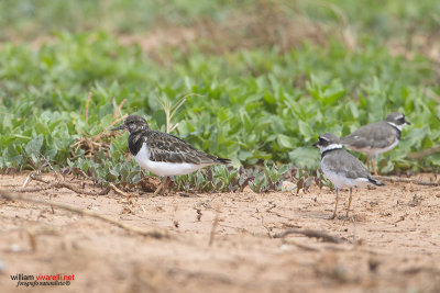 Corriere grosso (Charadrius hiaticula) Voltapietre