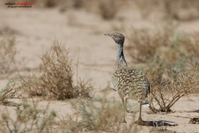 Ubara africana (Chlamydotis undulata)