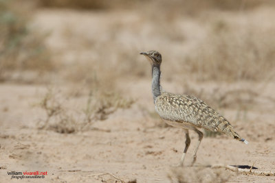 Ubara africana (Chlamydotis undulata)