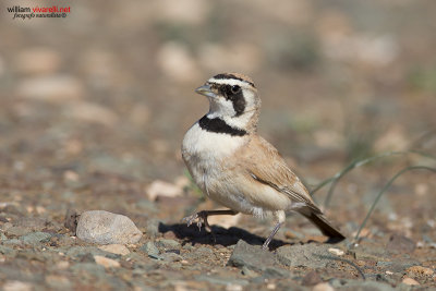 Allodola di Temminck (Eremophila bilopha)