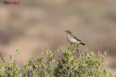 Monachella del deserto testagrigia Femm.(Oenanthe moesta)