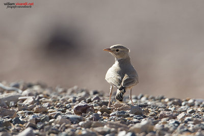 Allodola del deserto minore (Ammomanes cinctura)