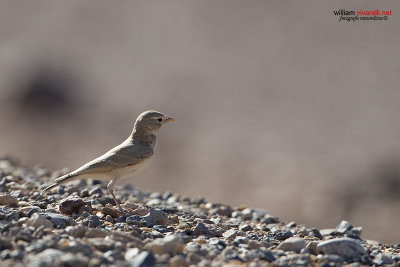 Allodola del deserto minore (Ammomanes cinctura)