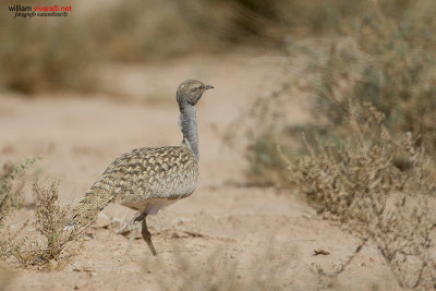 Ubara africana (Chlamydotis undulata)