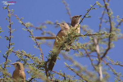 Garrulo fulvo (Turdoides fulva)