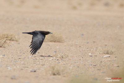 Corvo collobruno (Corvus ruficollis)