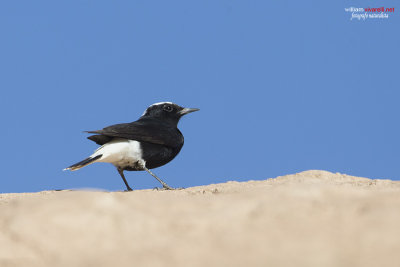 Monachella testabianca (Oenanthe leucopyga)