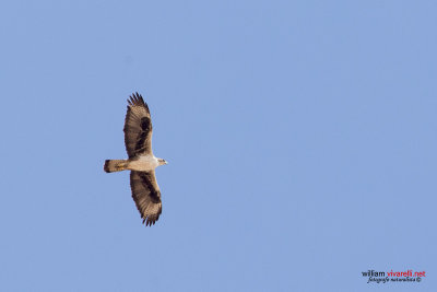 Aquila del bonelli (Aquila fasciata)