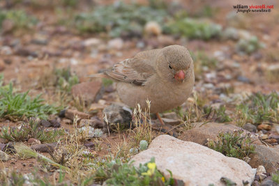 Trombettiere (Bucanetes githagineus)