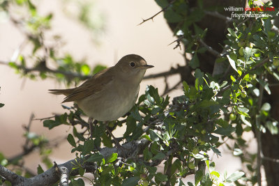 Usignolo (Luscinia megarhynchos)