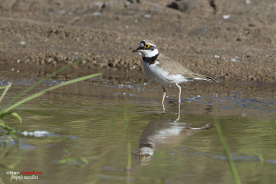 Corriere piccolo (Charadrius dubius)