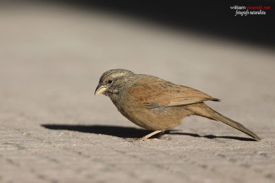 Zigolo delle case (Emberiza sahari)