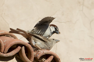 Passero oltremontano