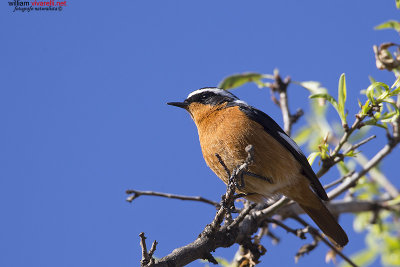 Codirosso algerino (Phoenicurus moussieri)