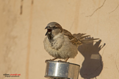 Passero oltremontano