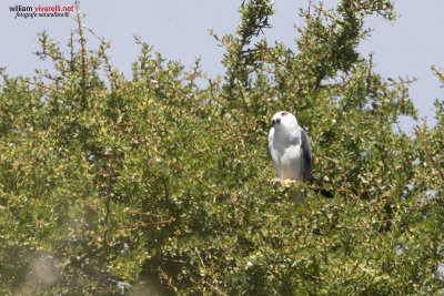 Nibbio bianco (Elanus caeruleus)