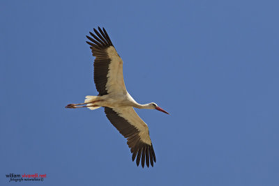 Cicogna (Ciconia ciconia)