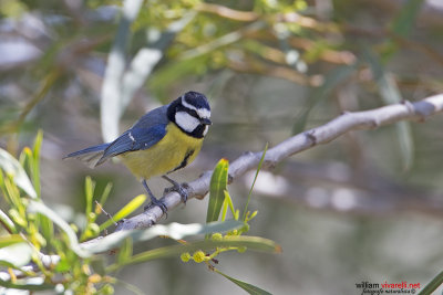 Cinciarella algerina (Cyanistes teneriffae)