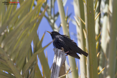 Storno nero (Sturnus unicolor)