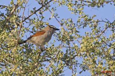 Chagra del senegal (Tchagra senegalus)