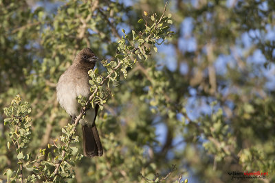 Bulbul golanera (Pycnonotus barbatus)