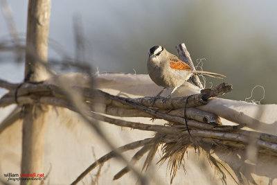 Chagra del senegal (Tchagra senegalus)