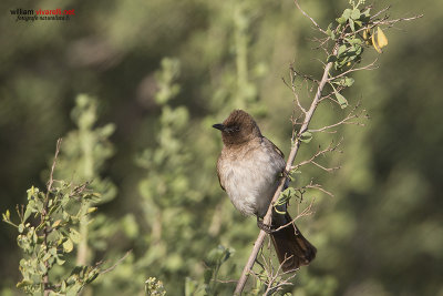 Bulbul golanera (Pycnonotus barbatus)