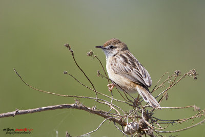 Beccmoschino (Cisticola juncidis)