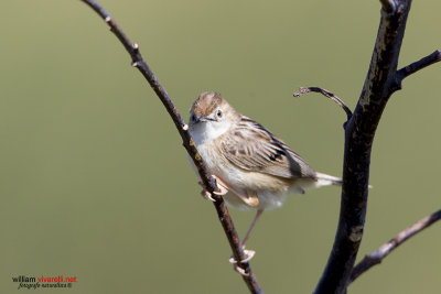 Beccmoschino (Cisticola juncidis)