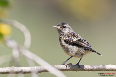 Saltimpalo (Saxicola rubicola)