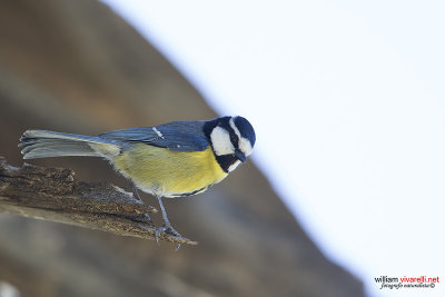 Cinciarella algerina (Cyanistes teneriffae)